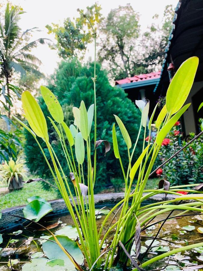 Lal Home Stay Sigiriya Buitenkant foto
