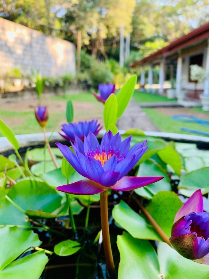 Lal Home Stay Sigiriya Buitenkant foto